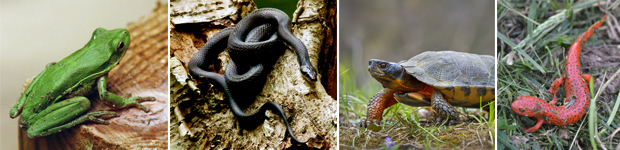 Photos of green tree frog, black snake, wood turtle, northern red salamander