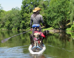 Photo of man kayaking with dogs