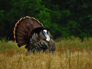Photo of male turkey