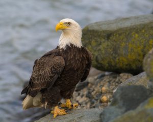 Photo of bald eagle