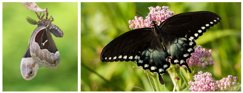 Photos of promethea moth and spicebush swallowtail