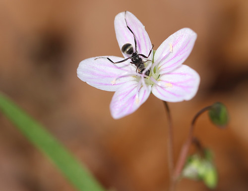 Photo of spring beauty and ant