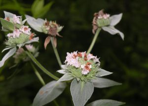 Photo of clustered mountain mint