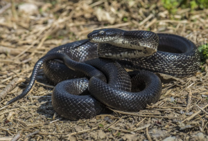 Black Rat Snake  The Maryland Zoo