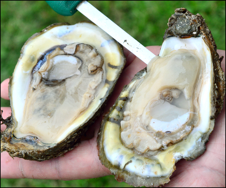 Photo of opened oyster