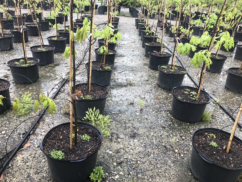 Potted Young Trees
