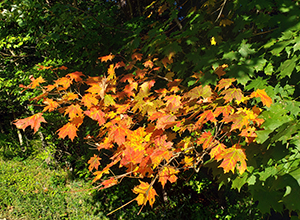 Photo of sugar maple in New Germany State Park