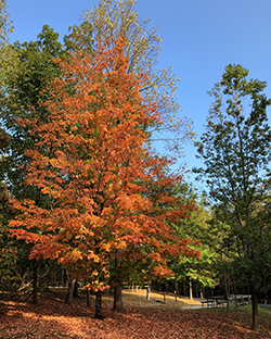 Red Maple in Elk Neck State Park, photo by Abby Matta