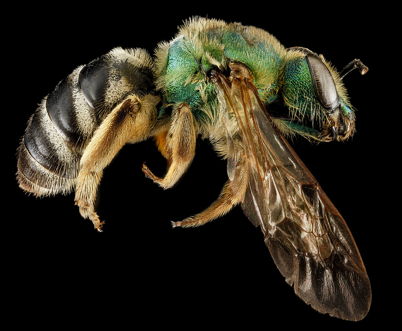 Photo of sweat bee