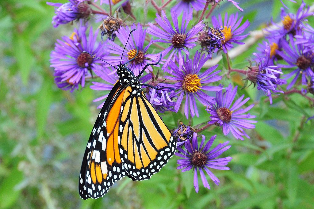 Photo of monarch on New England aster
