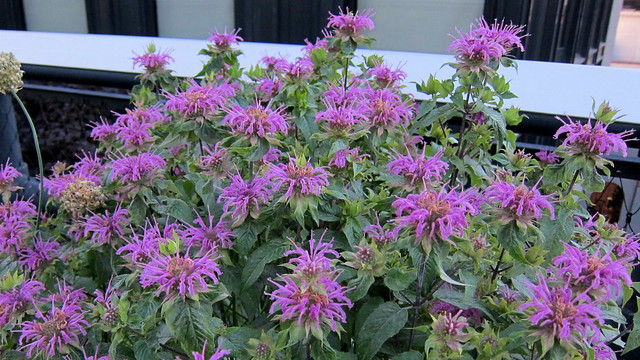 Photo of purple monarda flowers