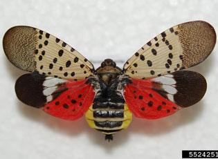 Photo of spotted lanternfly