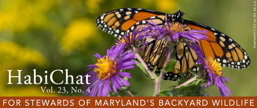 Header photo of monarch butterfly on New England aster flower