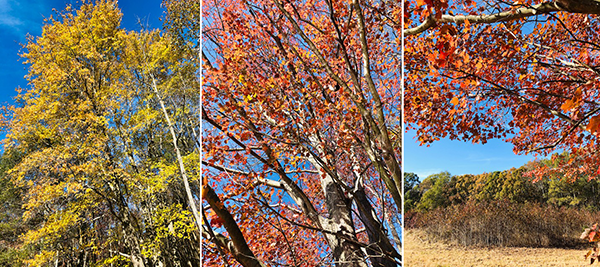 Photo Collage of fall foliage at Harriet Tubman Underground Railroad State Park, Photo by Dana Paterra