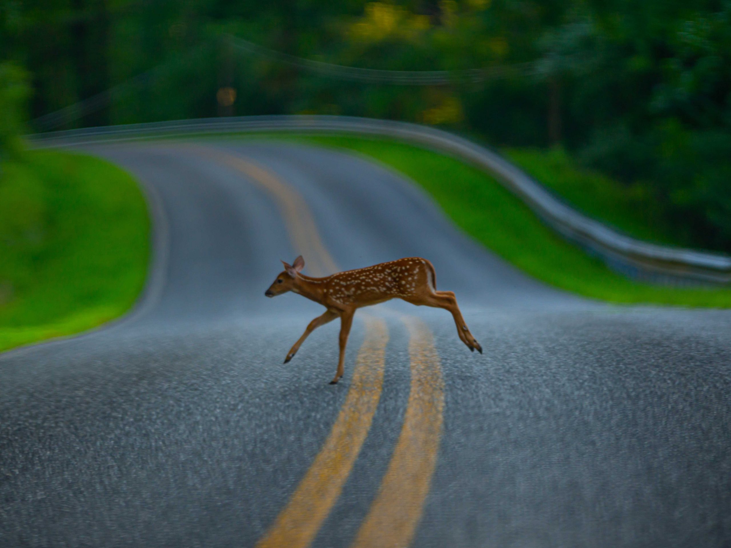 Photo of deer crossing the road