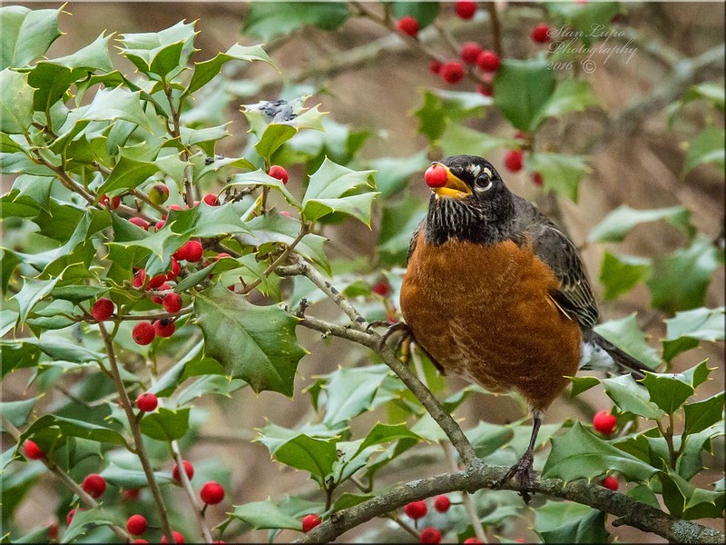 Photo of robin eating holly