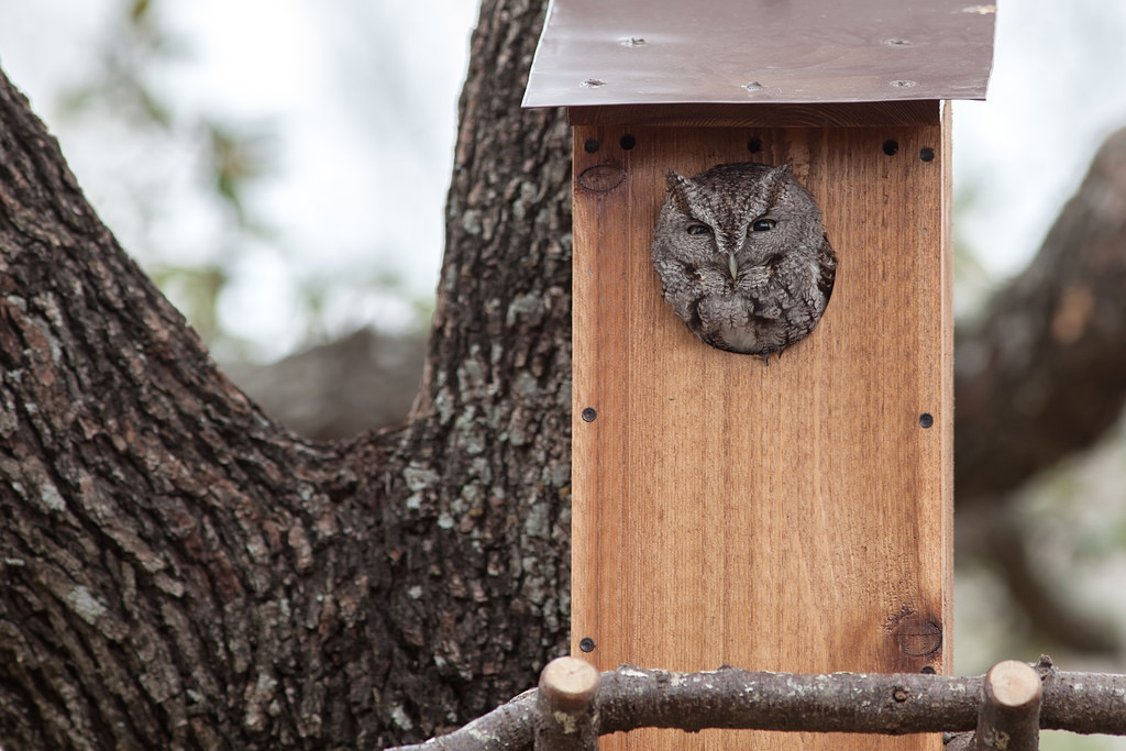 make an owl nesting box