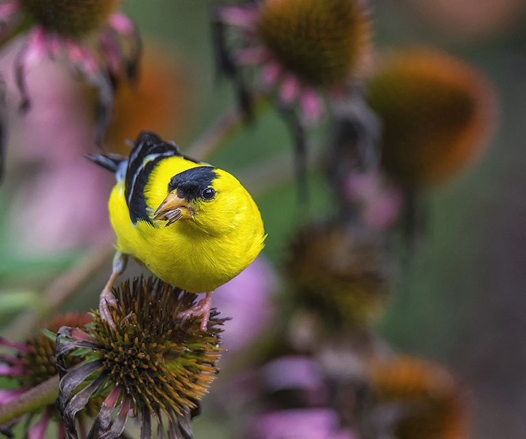 Photo of goldfinch