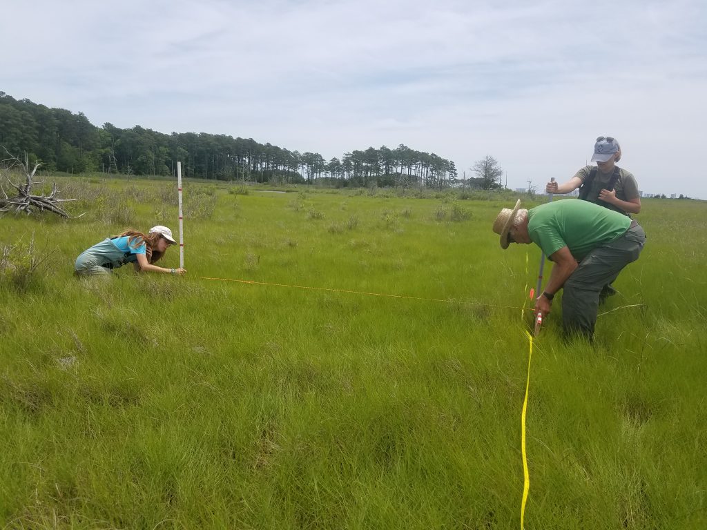 Photo of biologists taking measurements in wetland