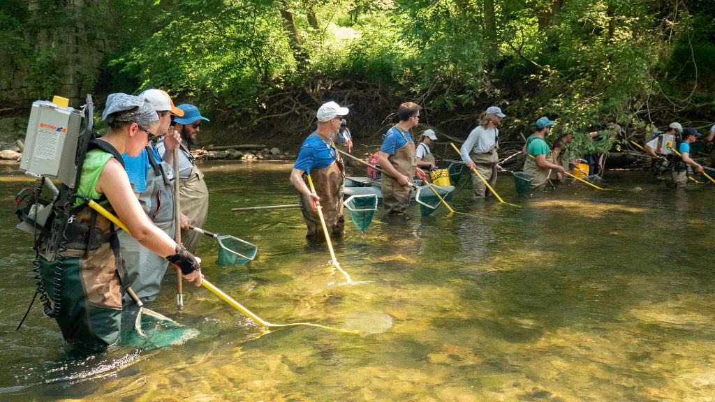 Scientists with electrofishing backpacks and rods in the Patapsco River