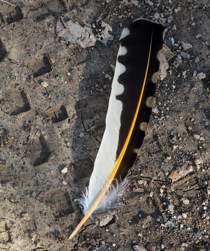 Photo of bird feather
