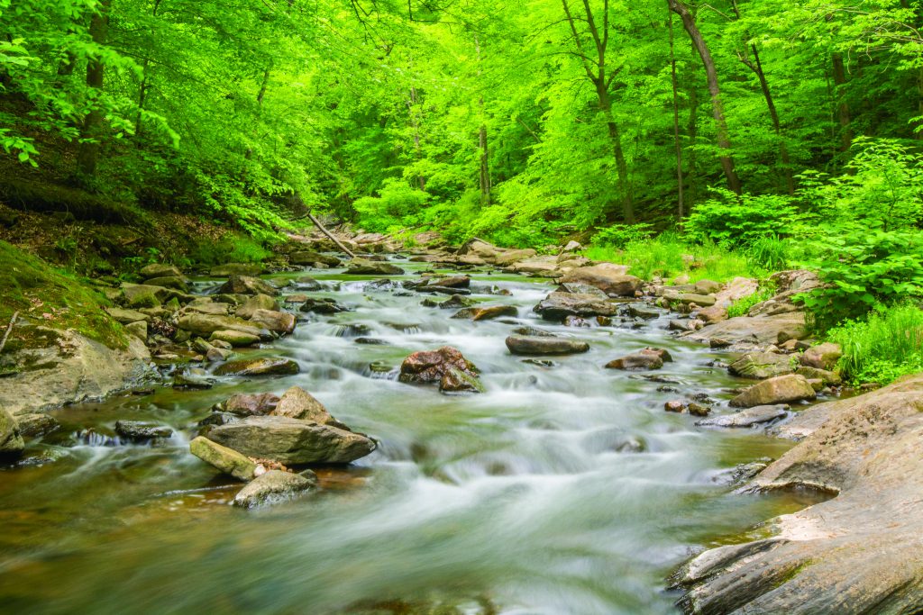 Photo of river running through forest
