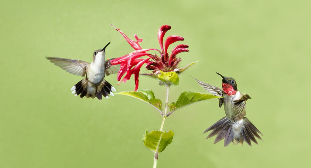 Photo of hummingbirds feeding from flower