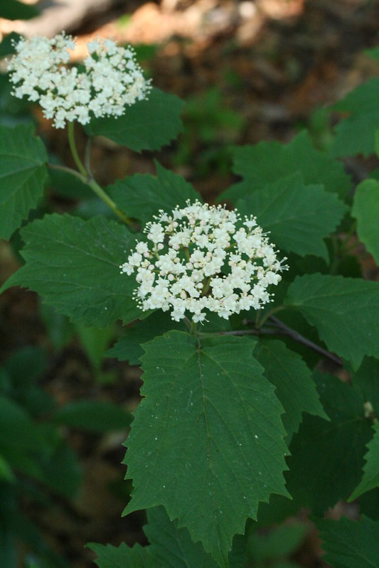 Photo of maple-leaved viburnum
