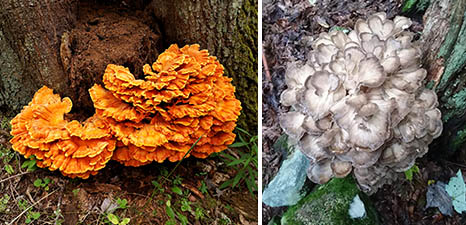 Chicken and hens mushrooms, photos by Mdelissa Nash
