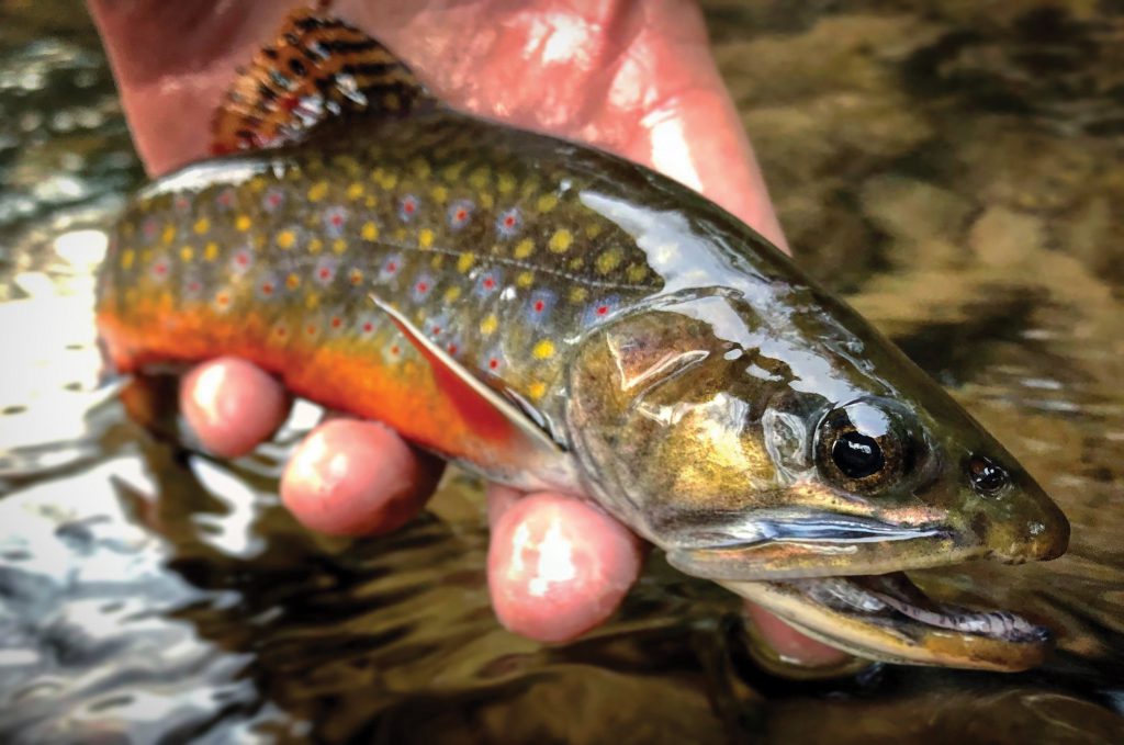 Photo of brook trout out of water