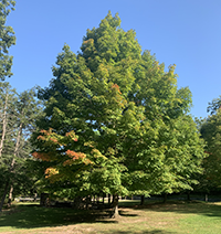 Maple tree in Deep Creek Lake State Park, photo by Roy Musselwhite