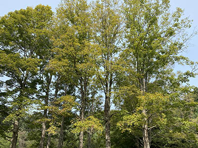 Stand of Maple Trees in Potomac Garrett State Forest, photo by Scott Campbell