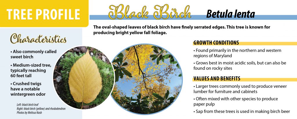 Infographic with facts about black birch