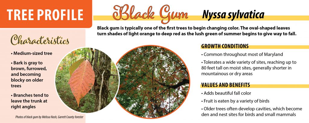 Photos of black gum with tree facts