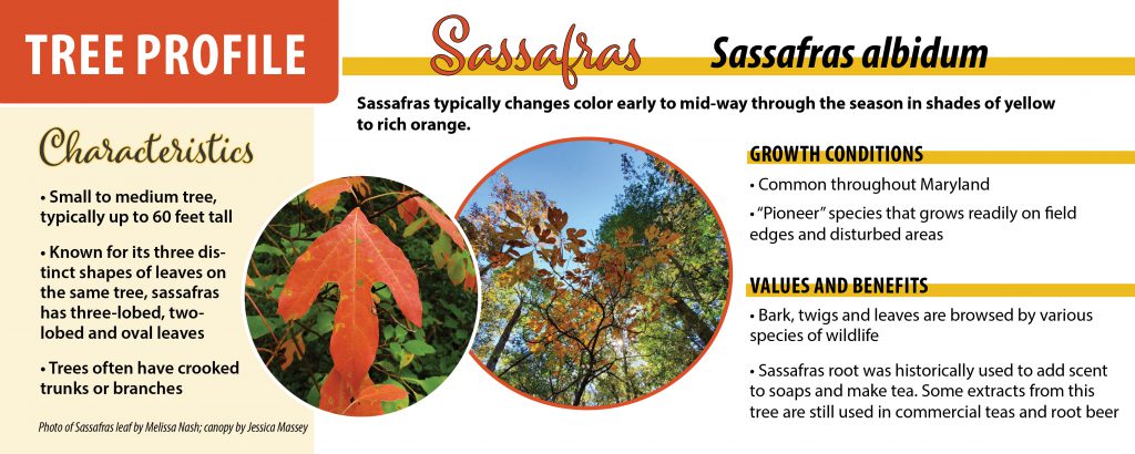 Graphic with photos of sassafras tree and information about the species