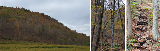 Allegany County Fall Foliage, photos by Dan Hedderick