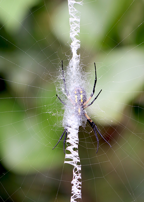 Photo of garden spider in web
