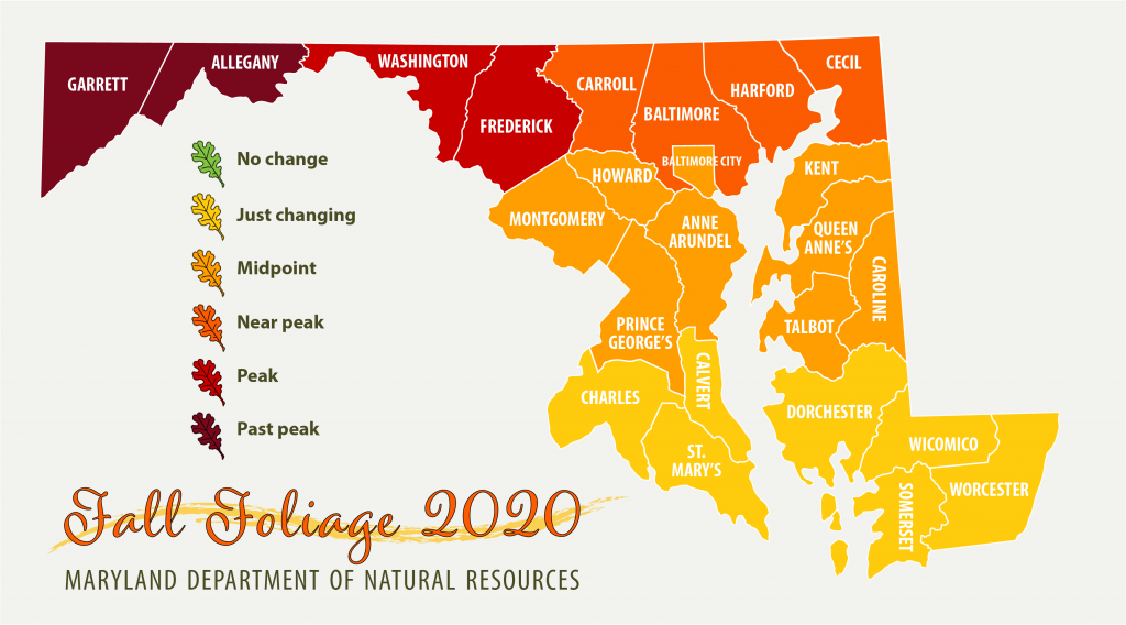 Map of Maryland showing fall foliage reaching peak in Washington and Frederick counties