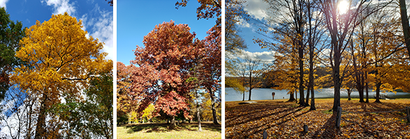 Pignut hickory in brilliant yellow at Mt Nebo WMA, White oak in full burgundy color at Western MD 4-H Center, and Cunningham Lake at Western MD 4-H Center, photos by Melissa Nash