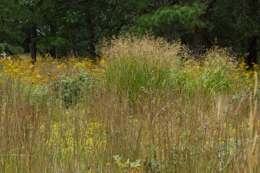 Photo of switchgrass and bluestem meadow