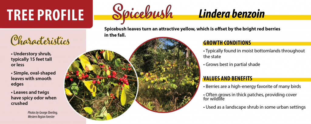 Image of spicebush with facts