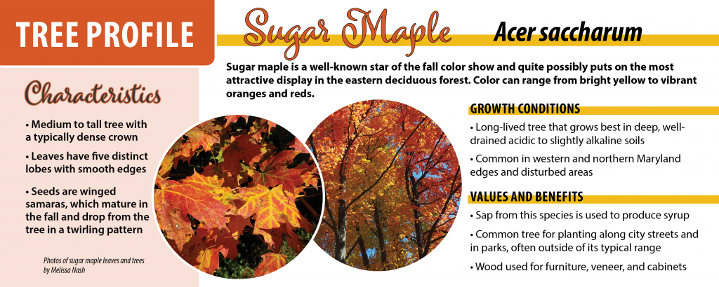 Photos of sugar maple 