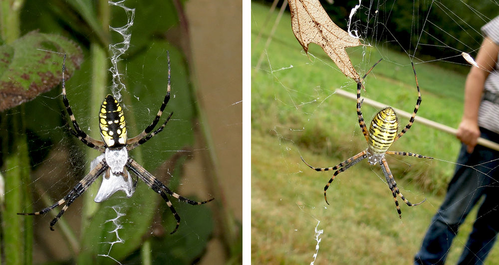 Photo of black and yellow garden spider next to photo of banded garden spider