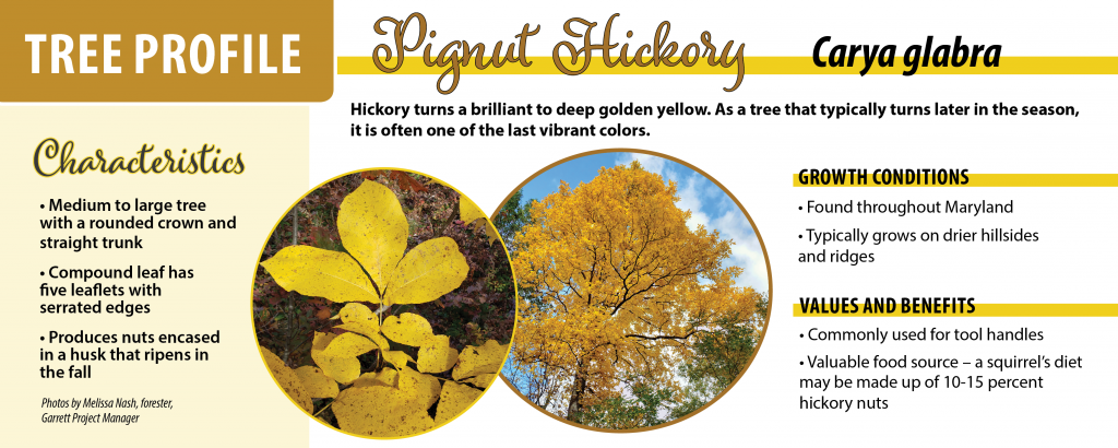 Photos of and information about pignut hickory