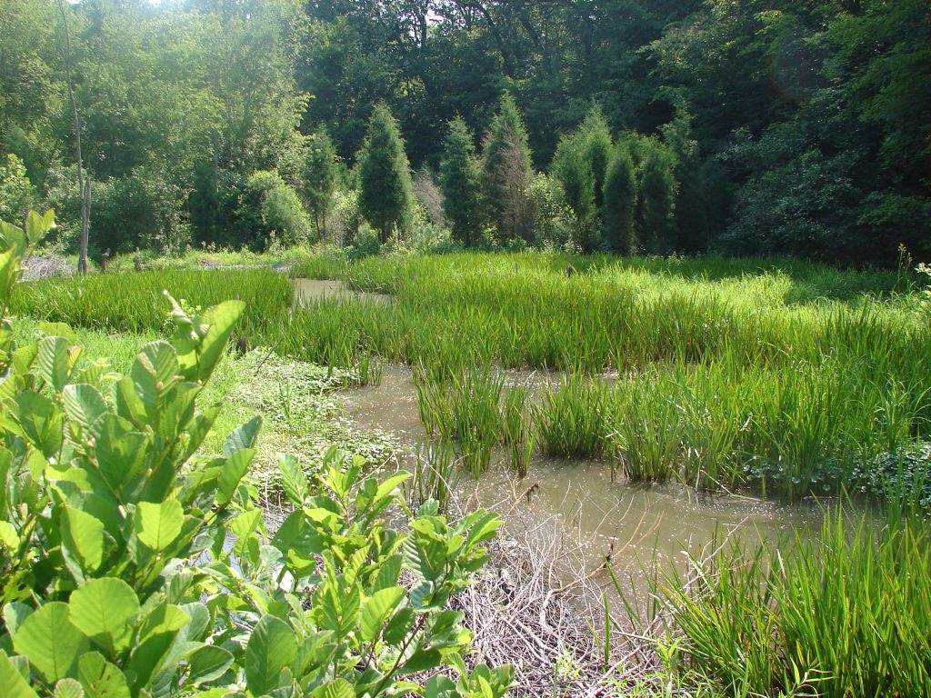 Photo of marshland