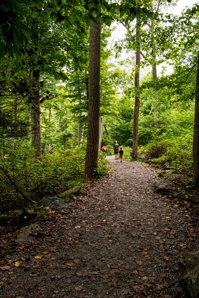 Photo of hikers on a trail through the forest