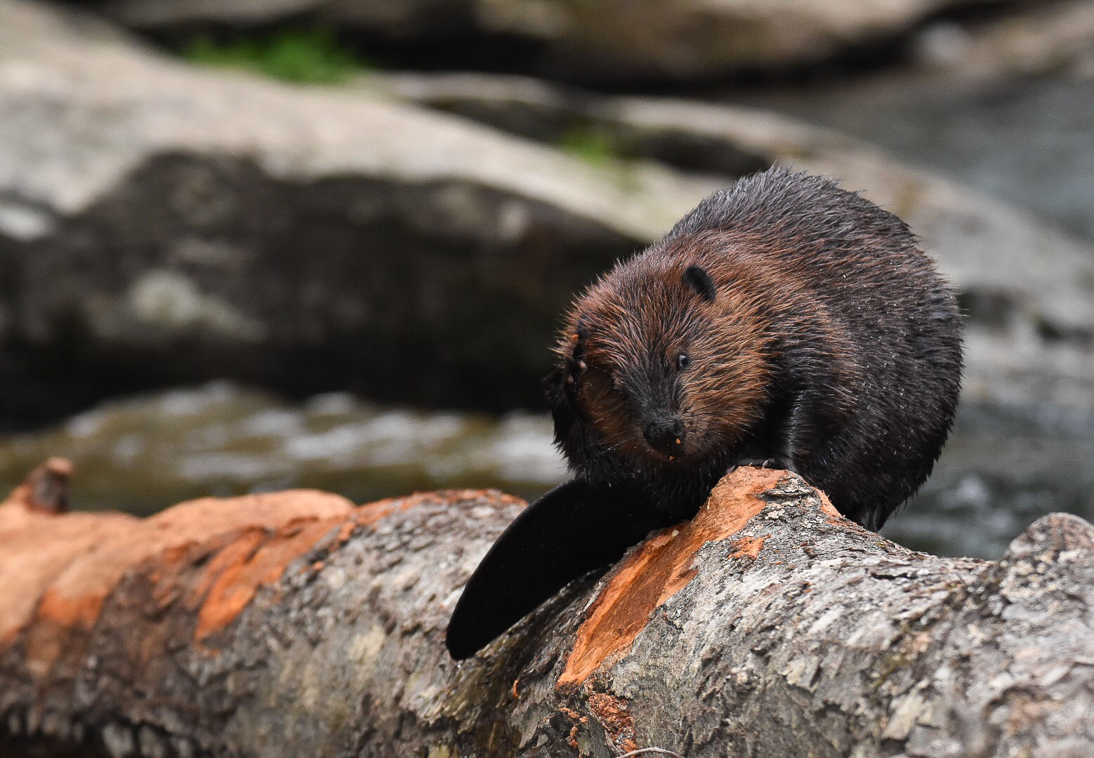 Keystone Species that Live in Ponds, Streams, & Wetlands