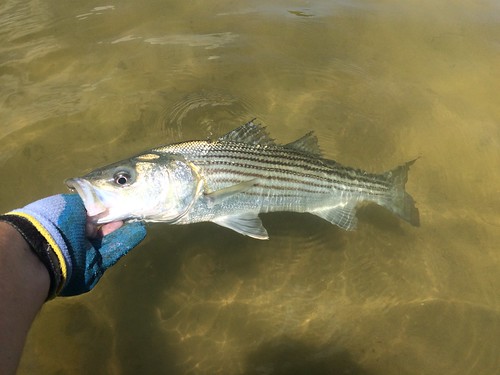 Photo of striped bass in shallow water