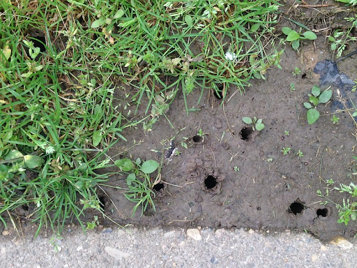 Photo of holes in ground made by emerging cicadas