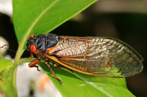 Photo of periodical cicada